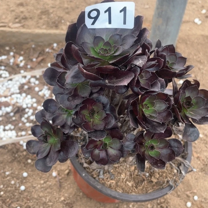 911多肉植物黑豆
