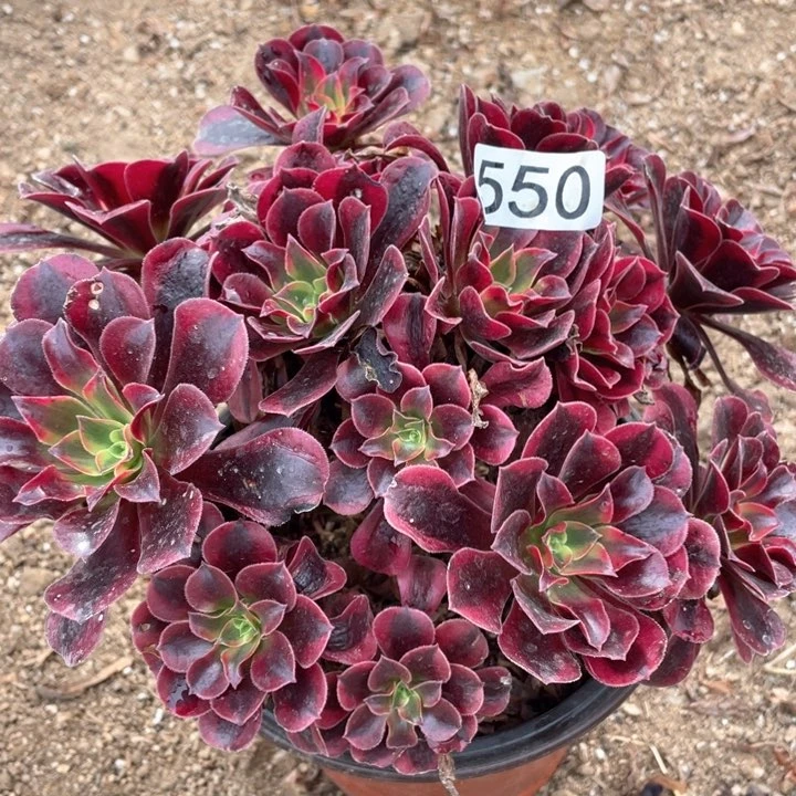 550多肉植物美杜莎