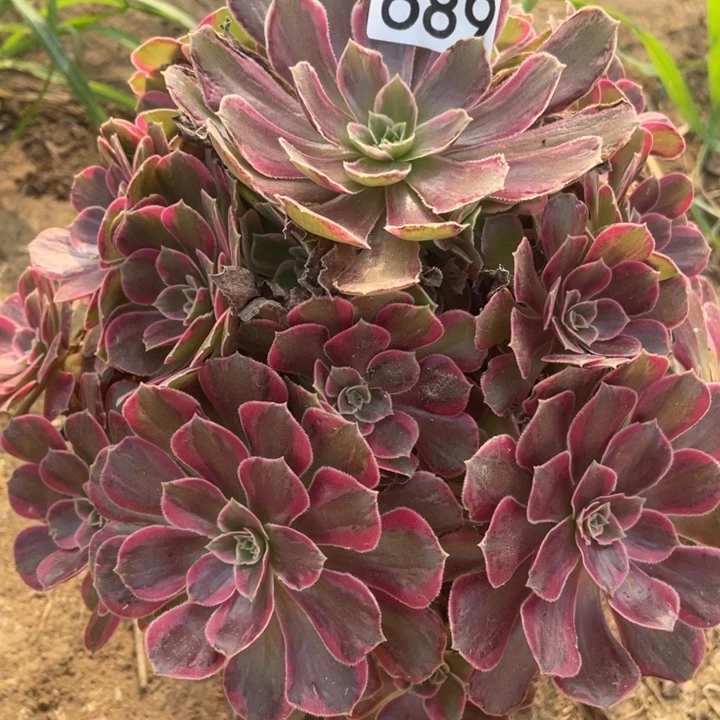 689多肉植物安娜