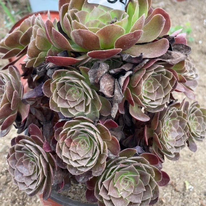 954多肉植物赤焰莲