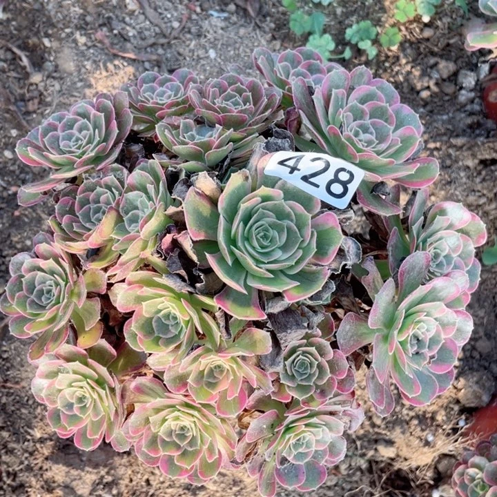 428多肉植物安娜