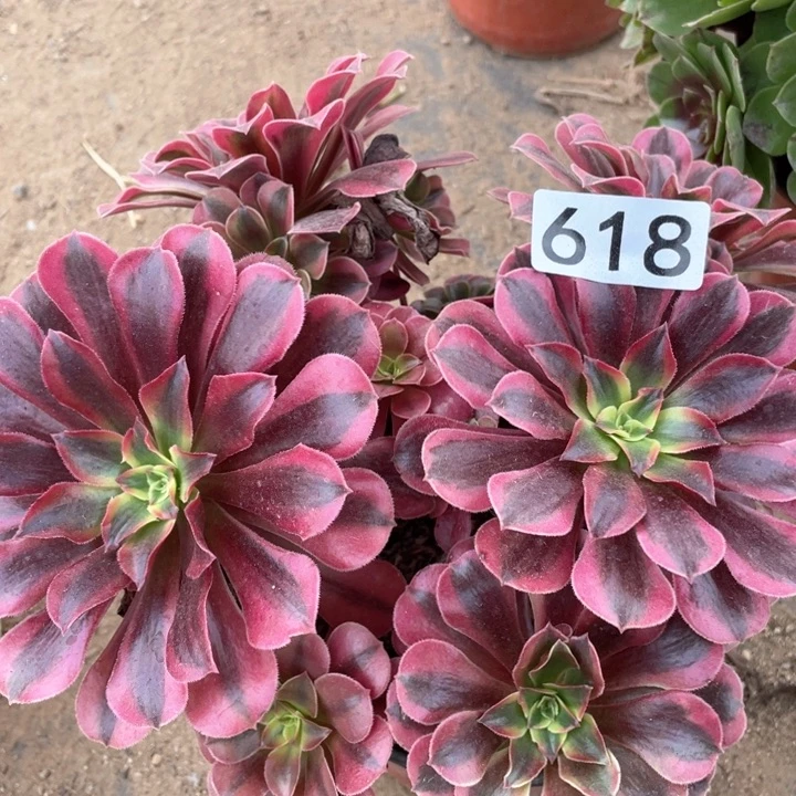 618多肉植物美杜莎