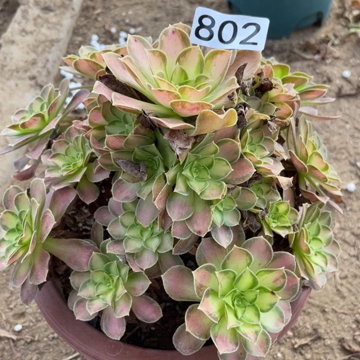 802多肉植物韶华