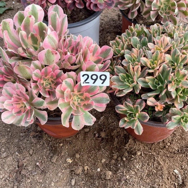 299多肉植物微瑕