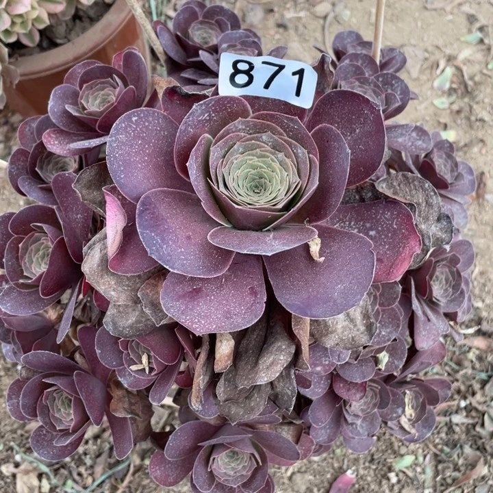 871多肉植物魅金玫瑰