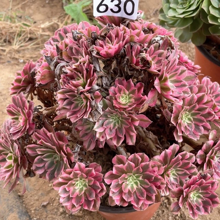 630多肉植物红铜白