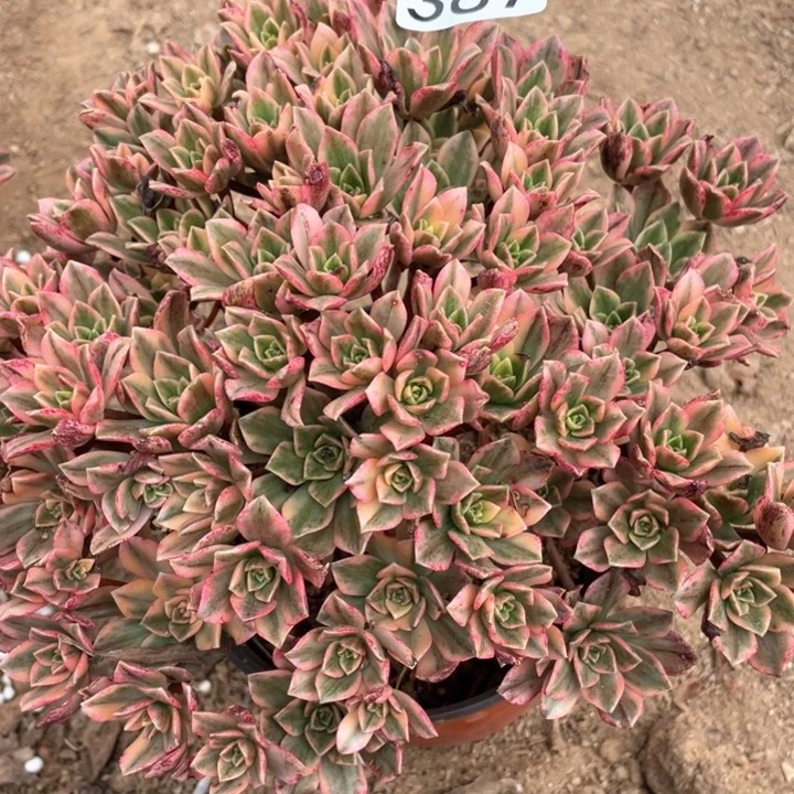 387多肉植物甜茶