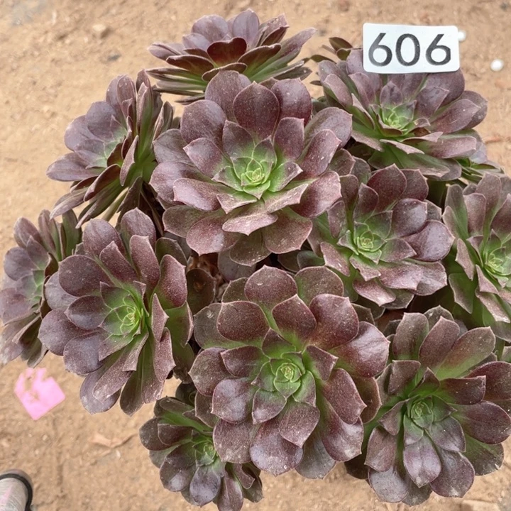 606多肉植物赤焰莲