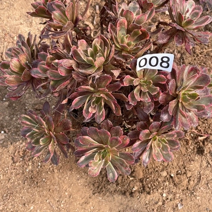 008多肉植物紫霞仙子