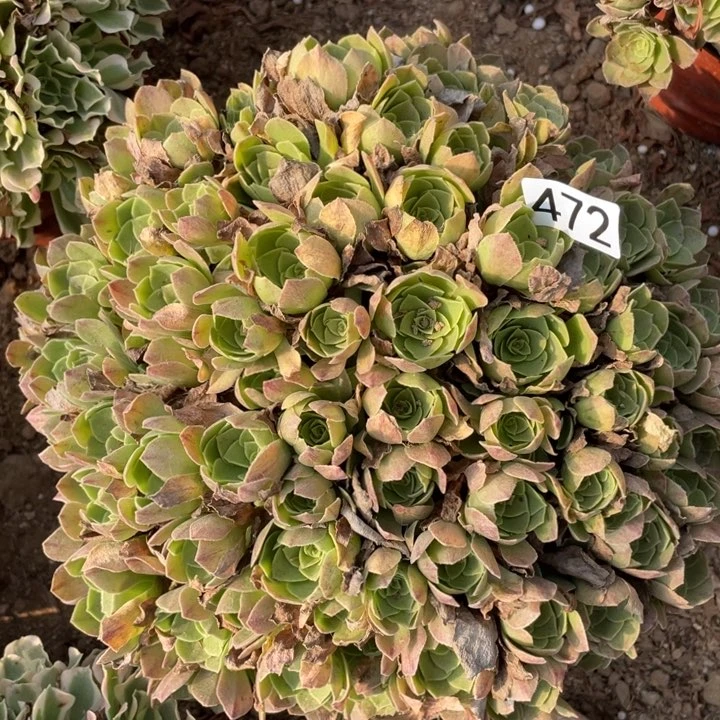 472多肉植物万圣夜