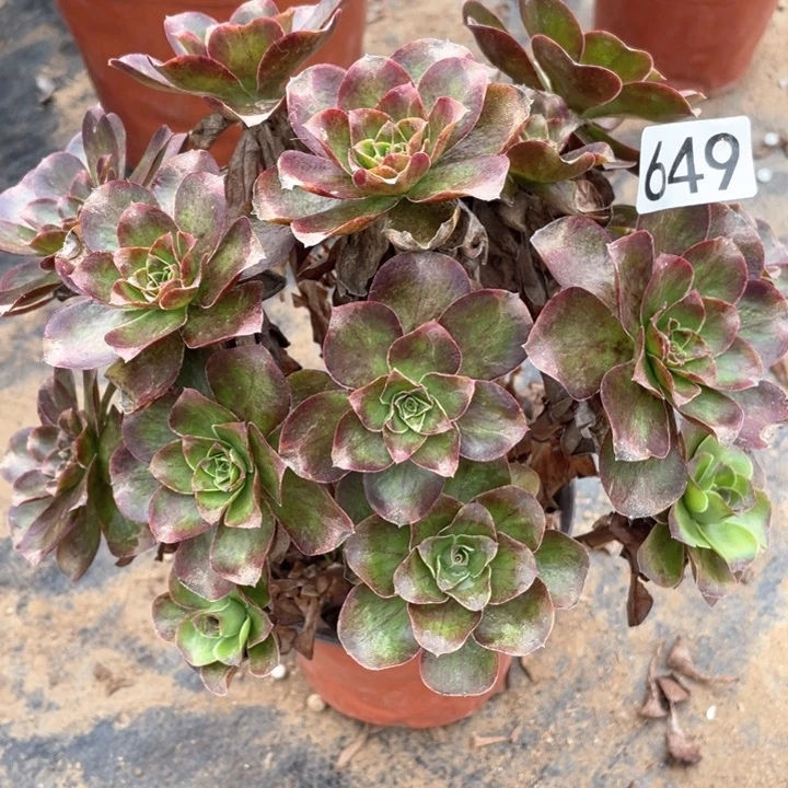 649多肉植物魅金玫瑰