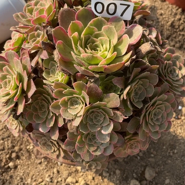 007多肉植物安娜