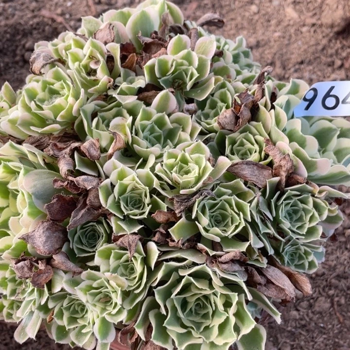 964多肉植物白凤