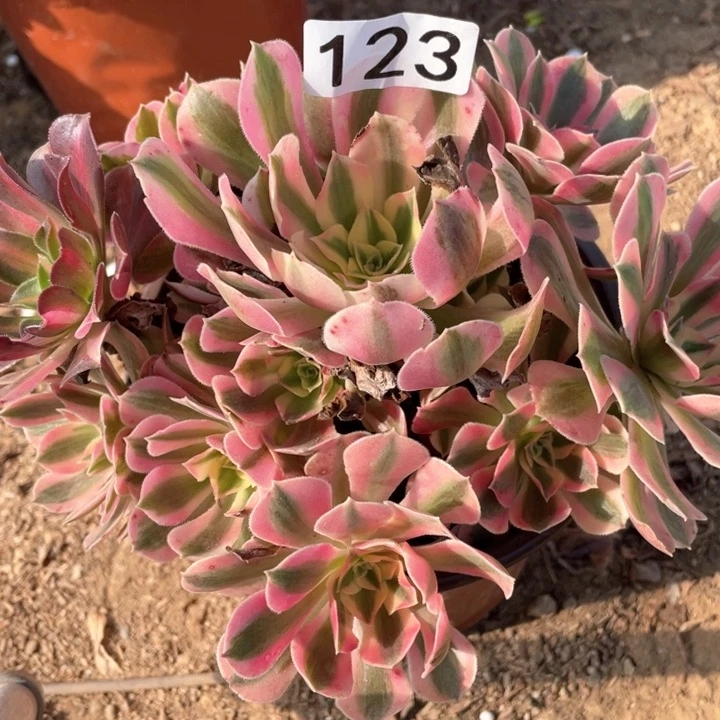 123多肉植物粉女巫