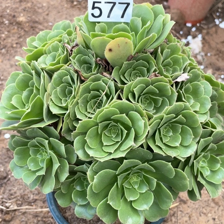 577多肉植物绿玫瑰