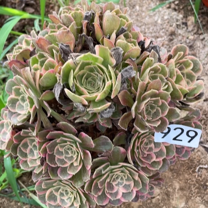 929多肉植物安娜