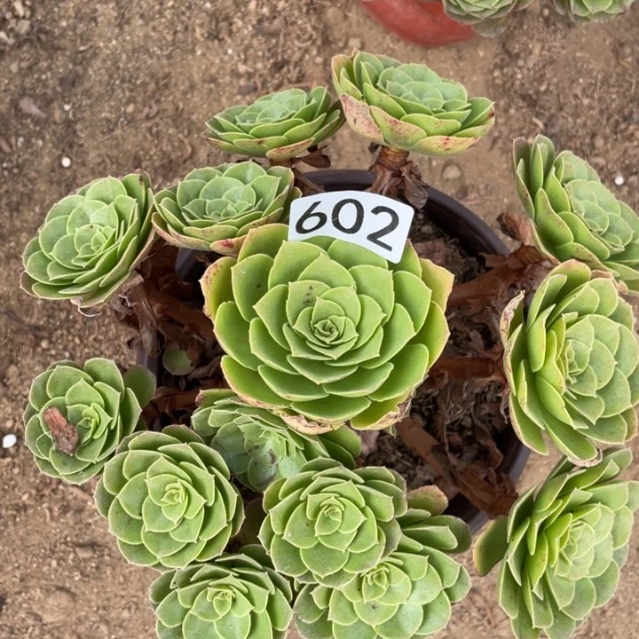 602多肉植物万圣夜