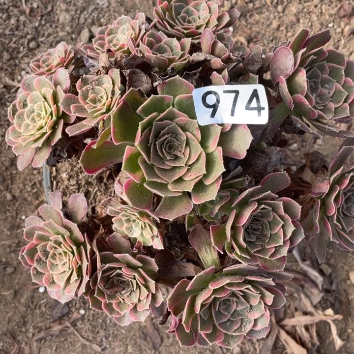 974多肉植物安娜