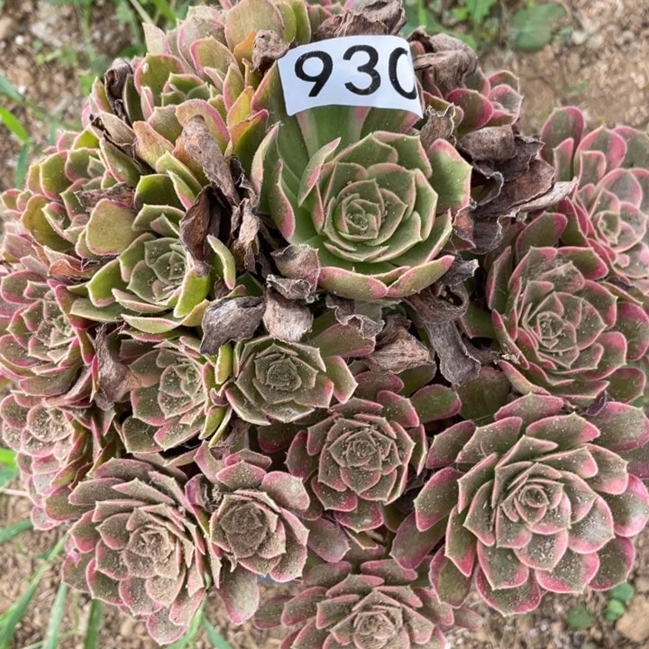 930多肉植物安娜