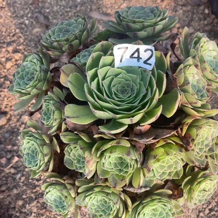 742多肉植物万拉丝