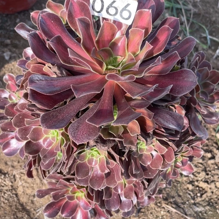 066多肉植物华纳