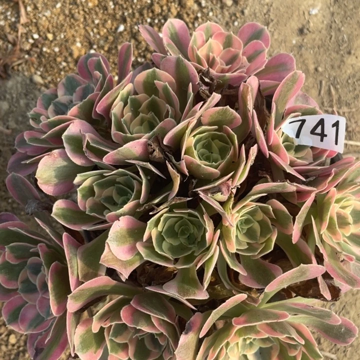 741多肉植物粉女郎