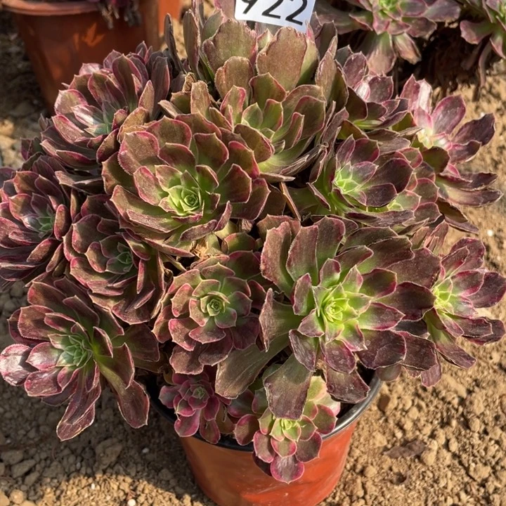 小***店922多肉植物安娜