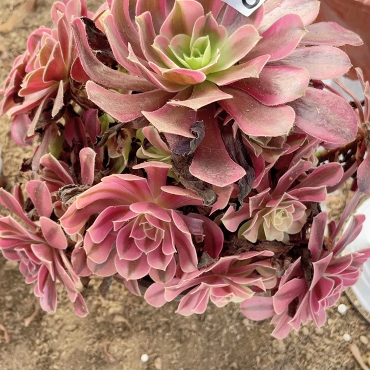 麦**麦488多肉植物美杜莎