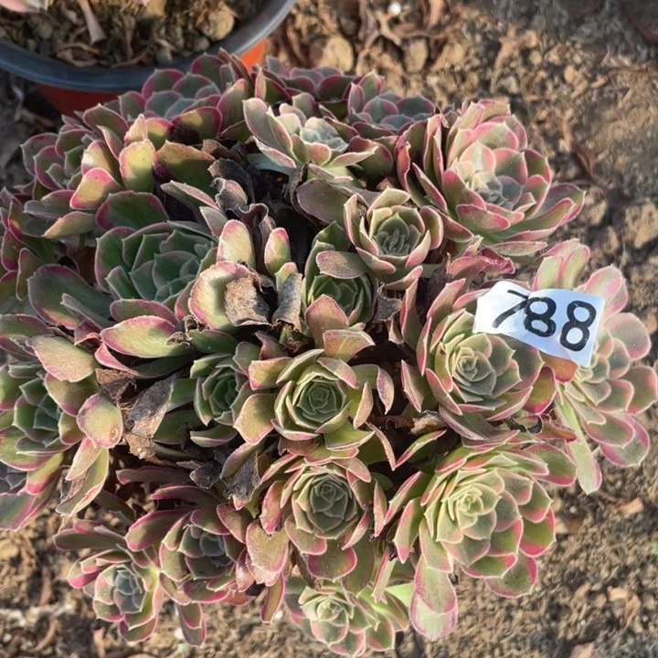 788多肉植物安娜