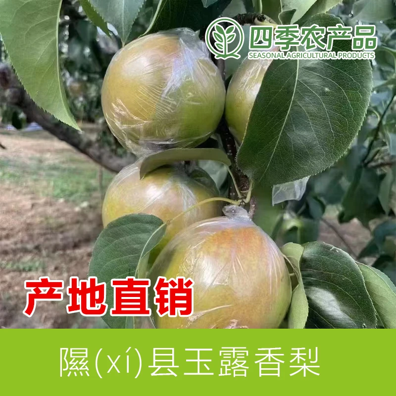 山西隰县玉露香梨8斤顺丰包邮应季新鲜脆甜爆汁无渣正宗原产地