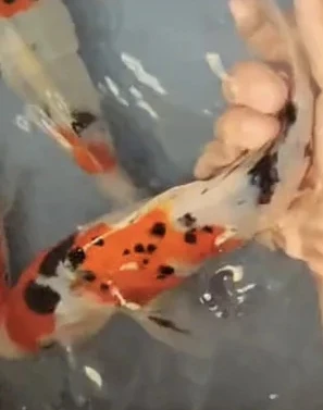 {金潭锦鲤}锦鲤观赏鱼各种尺寸活体锦鲤红白大正昭和多品种