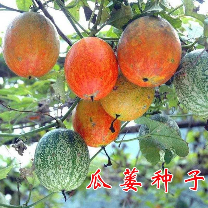 瓜蒌种子苗材种子食用干净无杂吊瓜栝楼四季播种野生瓜蒌皮春季