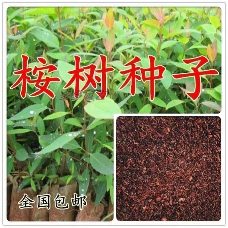 速生桉树种子巨桉大小广林9号树种子蓝按桉树籽林木种子新种