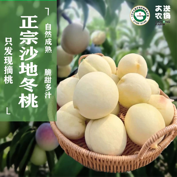 大洪农场果园直发沙地冬桃丨新鲜采摘丨脆甜多汁采摘原产地