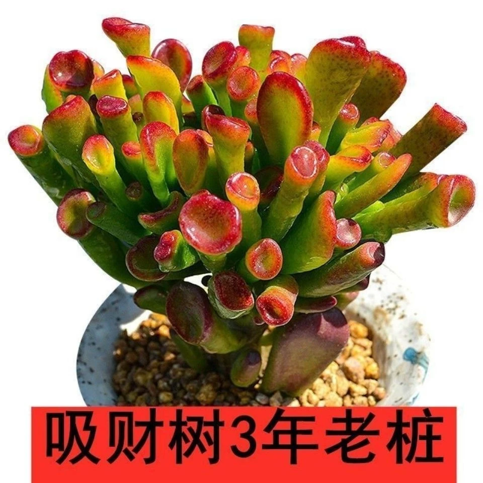 多肉植物吸财树老桩姬红花月室内阳台桌面绿植盆栽