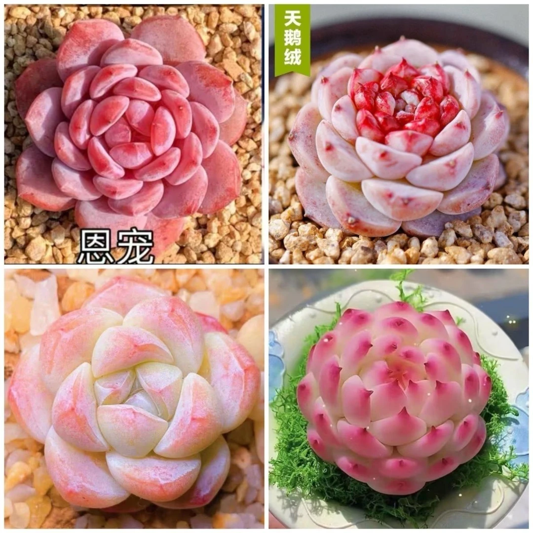 【颜值爆表】恩宠天鹅绒冰玉侧影好养室内外办公室盆栽新手