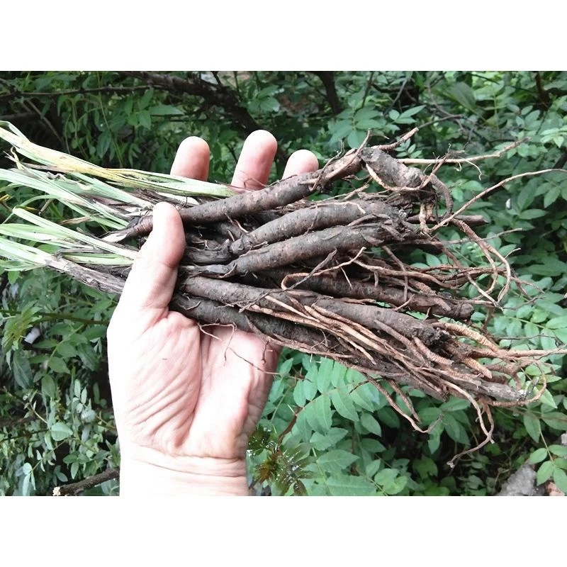 贵州新鲜仙茅根独脚仙茅苗地棕根独角仙毛仙矛食用农产品