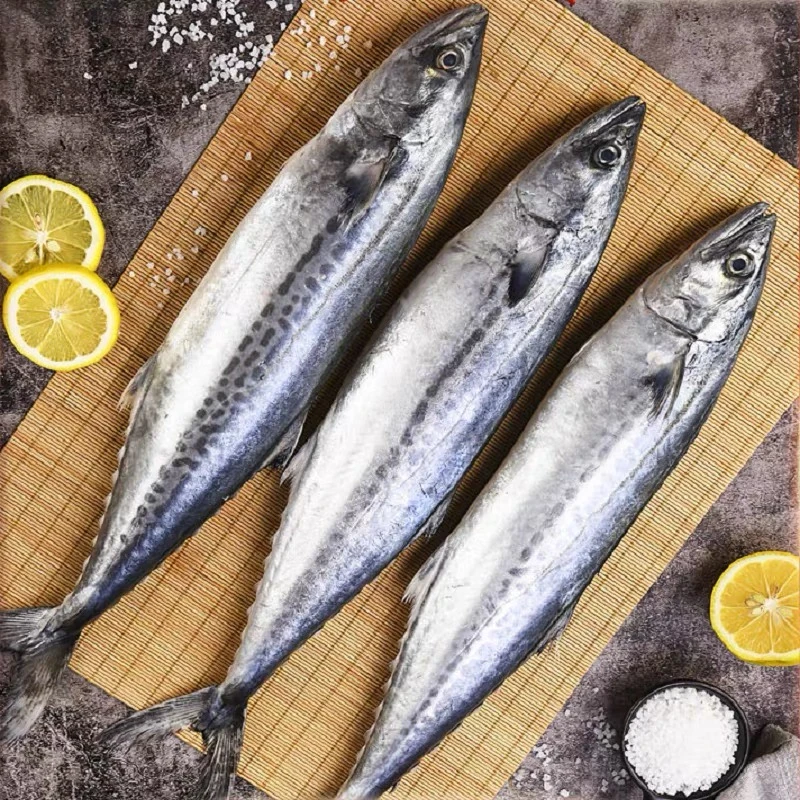 大鲅鱼新鲜活鲐鲅鱼马鲛鱼大整条冷冻青花鱼马友鱼海鲜马交鱼批发