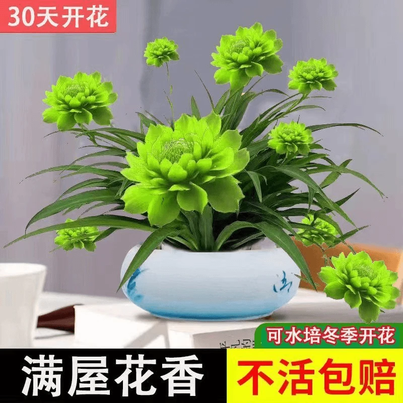 【水土培】栽培月光兰种球根绿植花卉大耐旱耐热四季开花水土养好