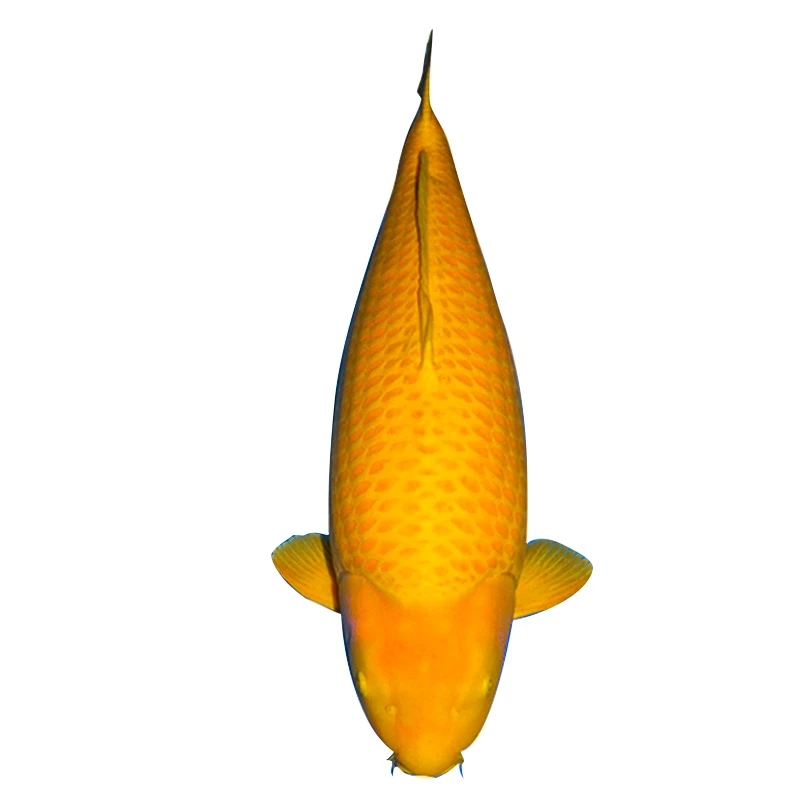 芥子锦鲤观赏鱼好养冷水鱼活体