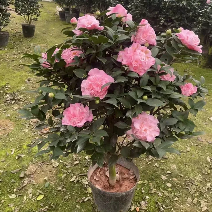 茶花盆栽带花苞 烈香树苗室内四季阳台花卉庭院 大棵香妃好养易活