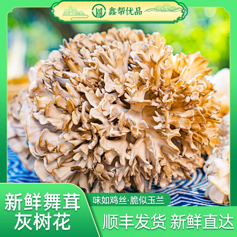 发顺丰/舞茸菌菇2盒/营养美味/鲜美脆嫩 【文老弟专属】