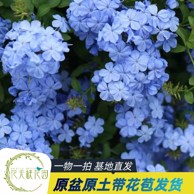 蓝雪花/阳台花园盆栽/耐热好养植物/爆花机器/皮实好养