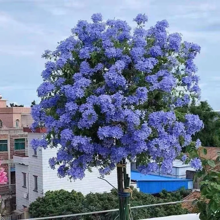 花无缺蓝雪花/阳台花园盆栽/耐热好养植物/爆花机器