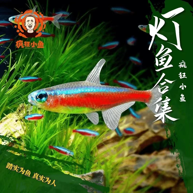 （盲盒）灯科小鱼随机发