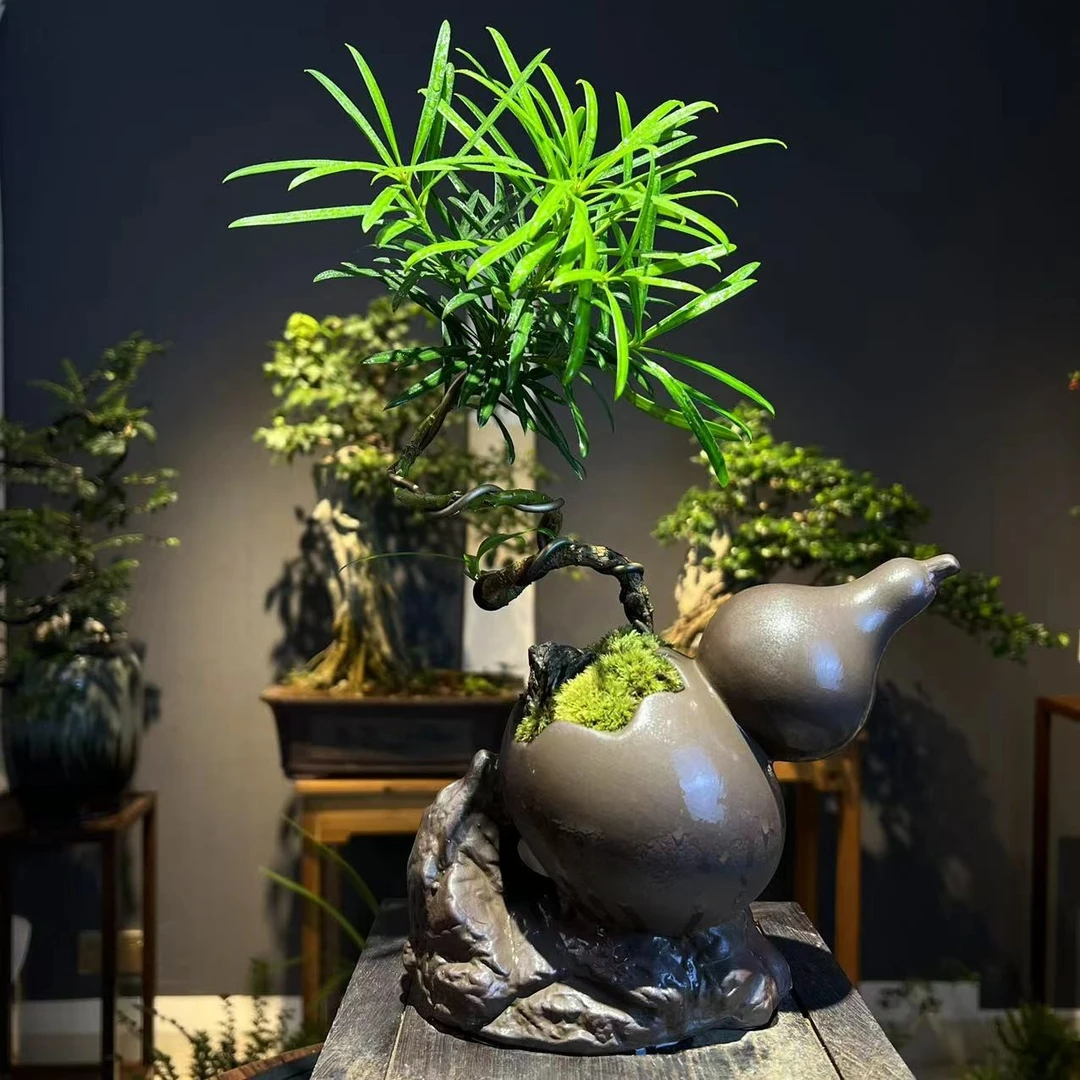 花香植｜尊享定制款  葫芦款螺旋罗汉松+底座+营养液绿植浇水