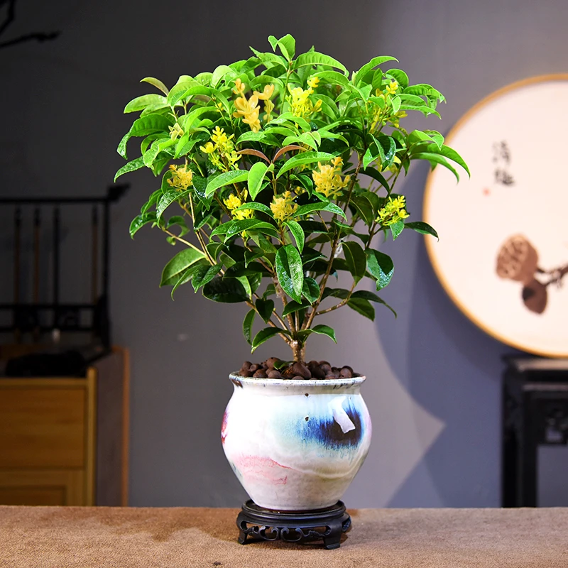 禅意/意境嫦娥桂花 室内好养盆景盆栽绿植花卉客厅茶几美观自然