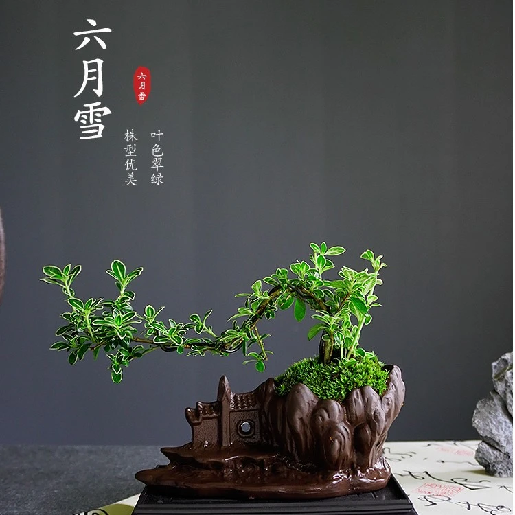六月雪盆景悬崖式办公室绿植桌面好养盆栽植物室内茶桌植物摆件