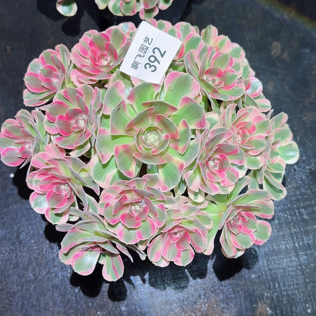 笑****6392多肉  女巫变异