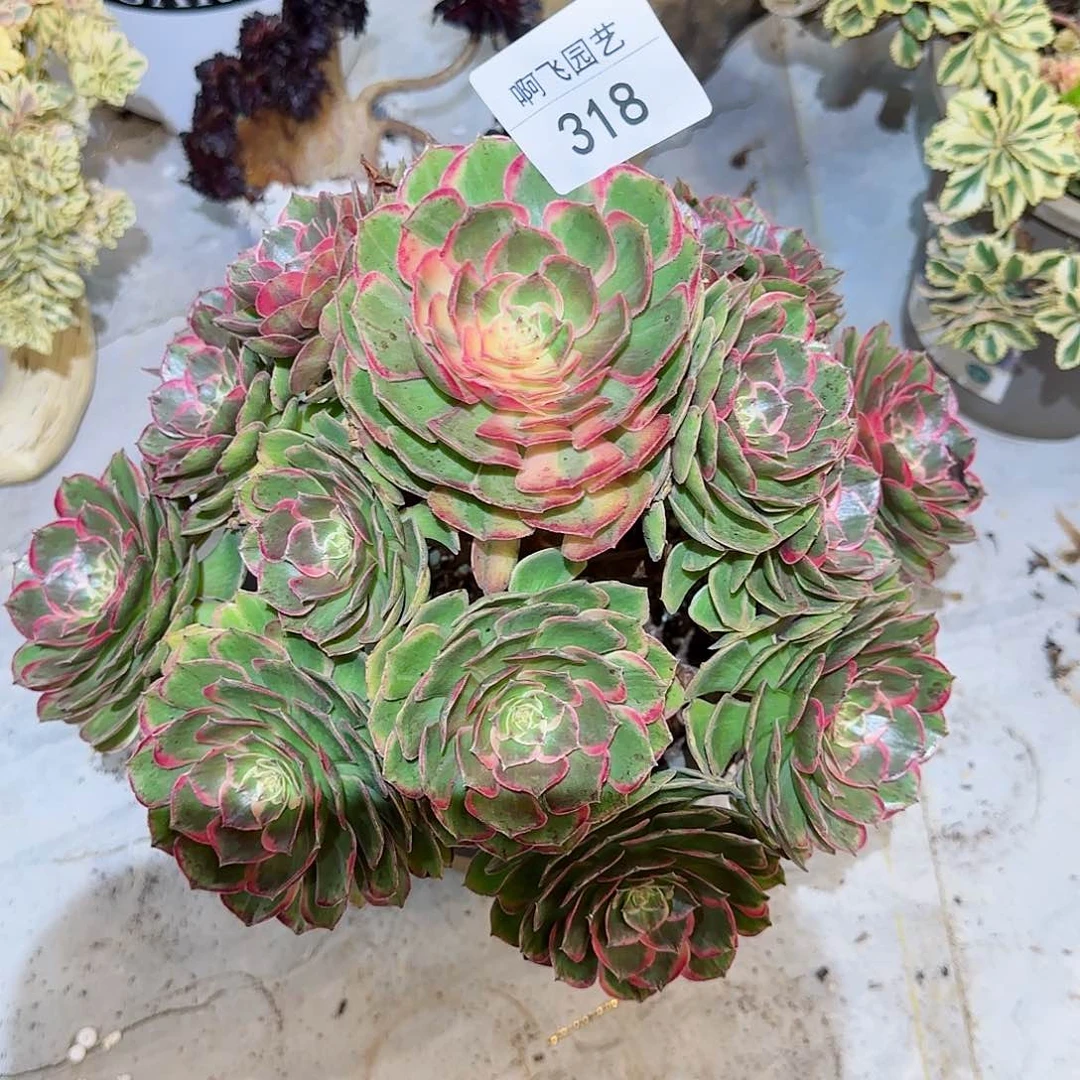 周***z318多肉  粉花妖